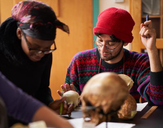 students studying human skulls