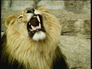 video still lion roaring